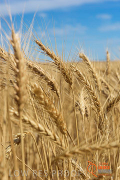 VITERRA 2013 / HARVESTING_DANIELS_233_141121