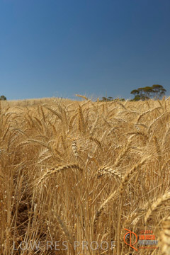 VITERRA 2013 / HARVESTING_DANIELS_234_141121