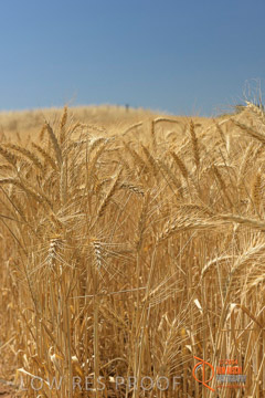 VITERRA 2013 / HARVESTING_DANIELS_236_141121
