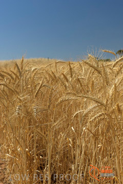 VITERRA 2013 / HARVESTING_DANIELS_237_141121