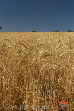 VITERRA 2013 / HARVESTING_DANIELS_241_141121