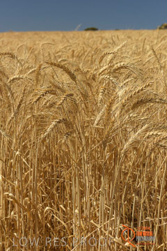 VITERRA 2013 / HARVESTING_DANIELS_242_141121