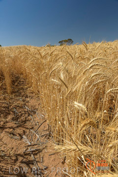 VITERRA 2013 / HARVESTING_DANIELS_245_141121