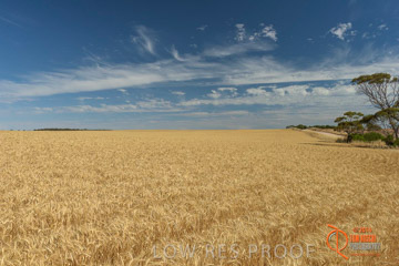 VITERRA 2013 / HARVESTING_DANIELS_246_141121