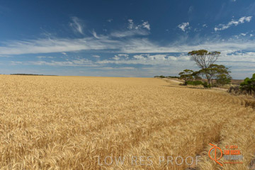 VITERRA 2013 / HARVESTING_DANIELS_247_141121