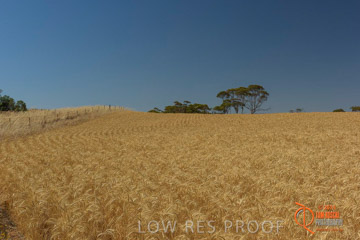 VITERRA 2013 / HARVESTING_DANIELS_248_141121