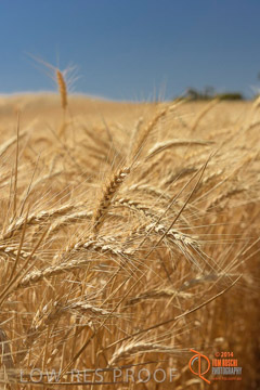 VITERRA 2013 / HARVESTING_DANIELS_250_141121