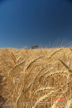 VITERRA 2013 / HARVESTING_DANIELS_251_141121