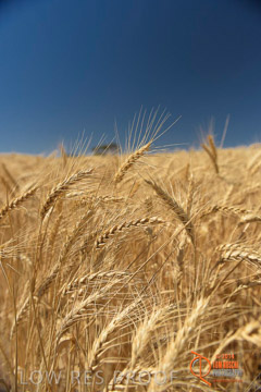 VITERRA 2013 / HARVESTING_DANIELS_253_141121