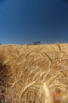 VITERRA 2013 / HARVESTING_DANIELS_255_141121