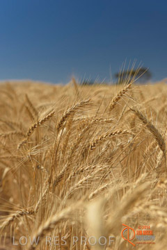 VITERRA 2013 / HARVESTING_DANIELS_256_141121