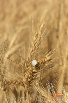 VITERRA 2013 / HARVESTING_DANIELS_257_141121