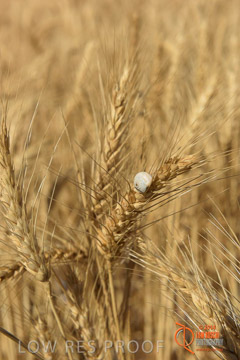 VITERRA 2013 / HARVESTING_DANIELS_258_141121