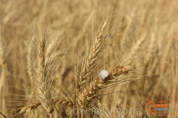 VITERRA 2013 / HARVESTING_DANIELS_259_141121