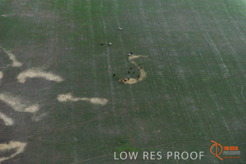 July 2015 / WALLAROO_KADINA_014_150724