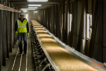 VITERRA / CONVEYOR_WALLAROO_006_150724