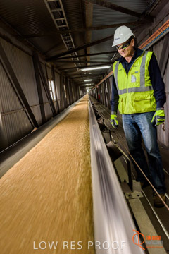 VITERRA / CONVEYOR_WALLAROO_021_150724