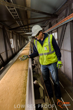 VITERRA / CONVEYOR_WALLAROO_026_150724