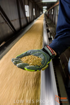 VITERRA / CONVEYOR_WALLAROO_029_150724