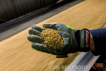 VITERRA / CONVEYOR_WALLAROO_031_150724