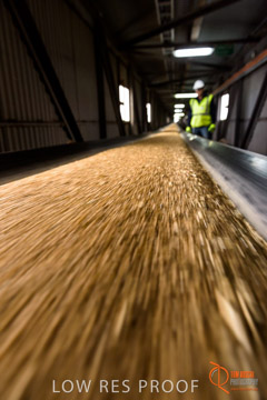 VITERRA / CONVEYOR_WALLAROO_037_150724