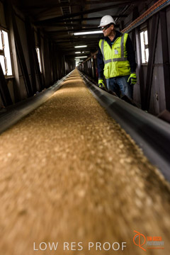 VITERRA / CONVEYOR_WALLAROO_038_150724