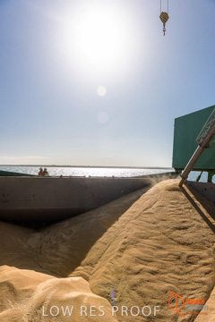 July 2015 / SHIP_LOADING_WALLAROO_018_150724