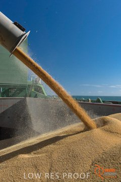 July 2015 / SHIP_LOADING_WALLAROO_045_150724