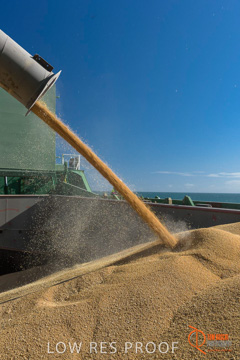 July 2015 / SHIP_LOADING_WALLAROO_046_150724