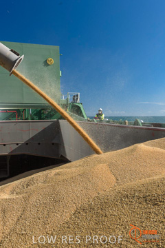 July 2015 / SHIP_LOADING_WALLAROO_047_150724