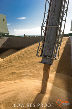 July 2015 / SHIP_LOADING_WALLAROO_073_150724