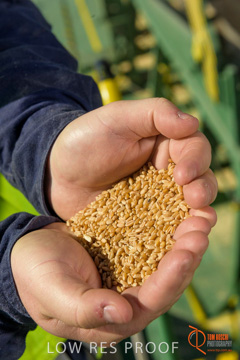 July 2015 / SHIP_LOADING_WALLAROO_101_150724