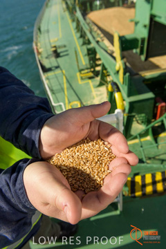 July 2015 / SHIP_LOADING_WALLAROO_105_150724