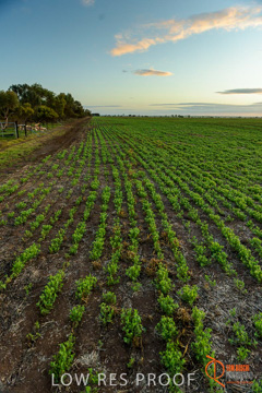 July 2015 / YOUNG_CROP_013_150724