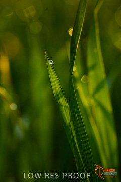 July 2015 / YOUNG_CROP_056_150724