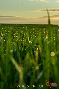 July 2015 / YOUNG_CROP_058_150724