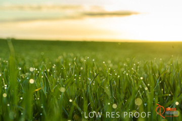 July 2015 / YOUNG_CROP_072_150724