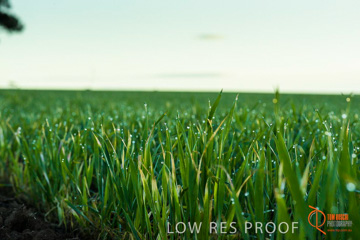 July 2015 / YOUNG_CROP_076_150724