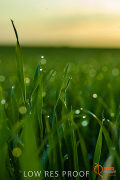 July 2015 / YOUNG_CROP_081_150724