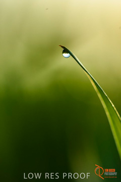 July 2015 / YOUNG_CROP_088_150724