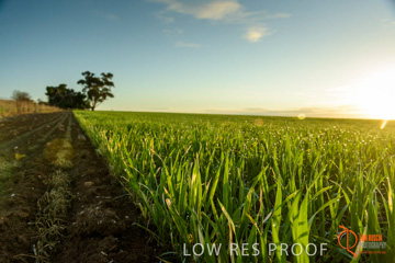 July 2015 / YOUNG_CROP_099_150724