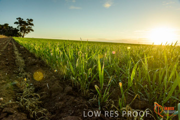 July 2015 / YOUNG_CROP_108_150724