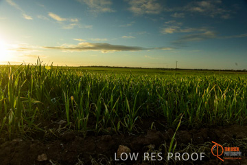 July 2015 / YOUNG_CROP_124_150724