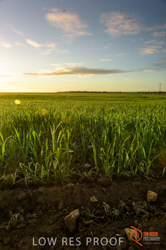 July 2015 / YOUNG_CROP_134_150724