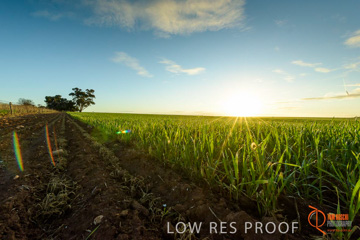 July 2015 / YOUNG_CROP_136_150724