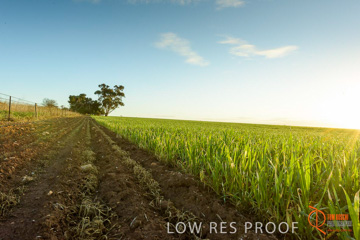 July 2015 / YOUNG_CROP_144_150724