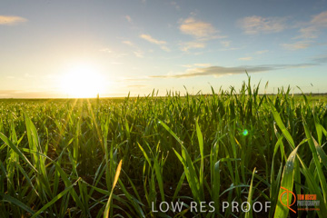 July 2015 / YOUNG_CROP_154_150724