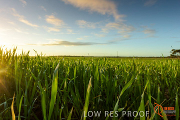 July 2015 / YOUNG_CROP_159_150724