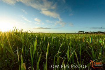 July 2015 / YOUNG_CROP_161_150724