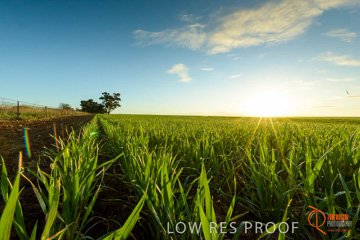 July 2015 / YOUNG_CROP_170_150724